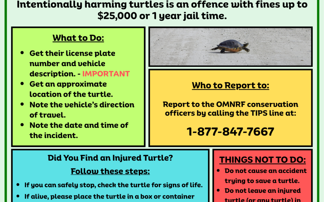 See It, Report It! Keep Turtles Safe