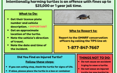 See It, Report It! Keep Turtles Safe